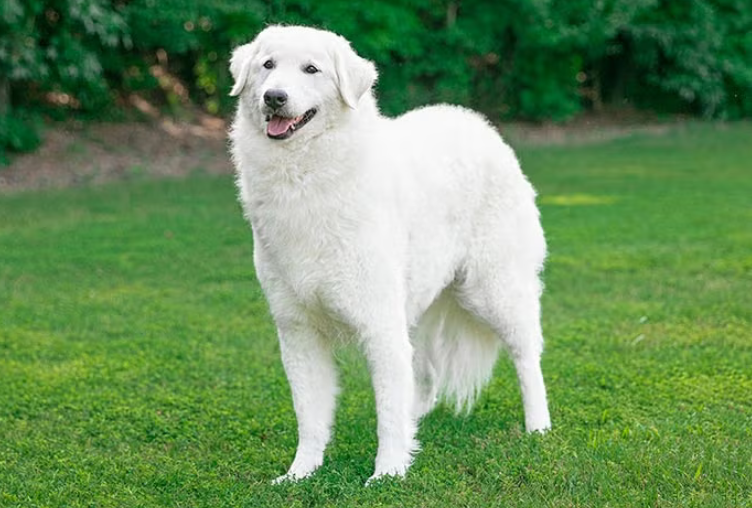 Kuvasz